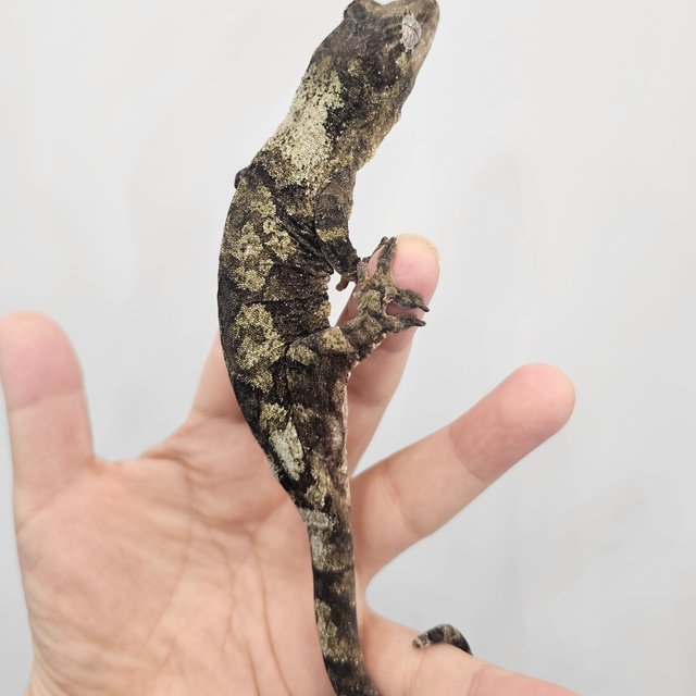 파인아일랜드 화이트카라