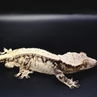 노멀 풀핀 화이트스팟 드리피