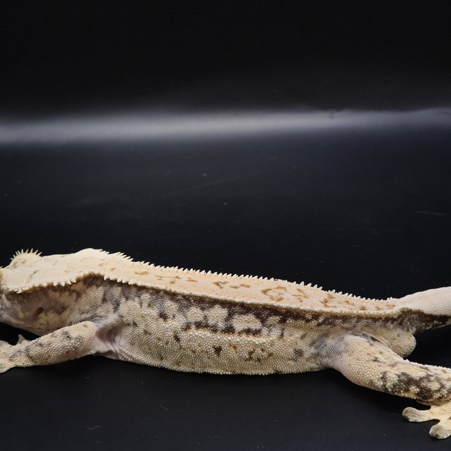 노멀 풀핀 드리피 트라이