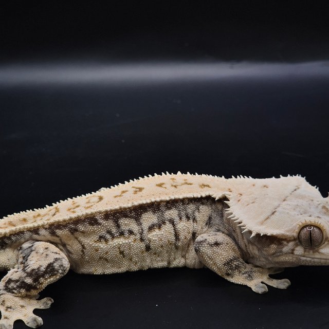 노멀 풀핀 드리피 트라이