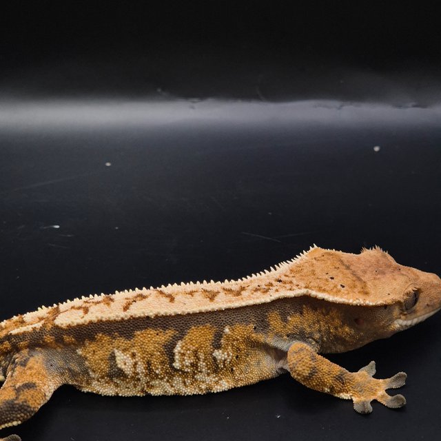 노멀 트라이 텐저린