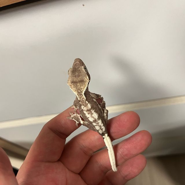 아잔틱
