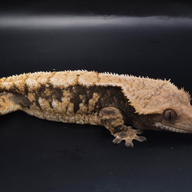 노멀 텐저린 트라이