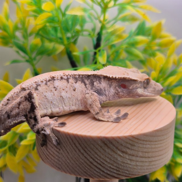 노멀 화이트스팟 드리피