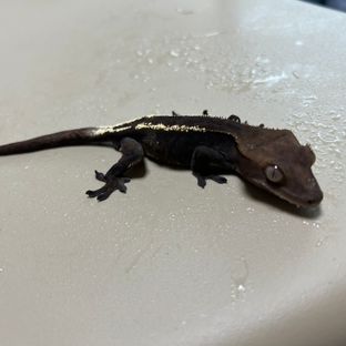 세이블
