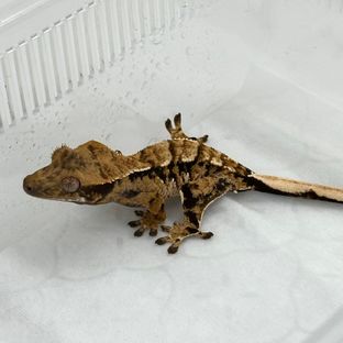 화이트 텐저린 트라이 익스트림할리퀸