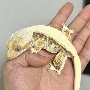 꾸잉