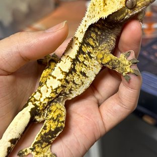 노멀 트라이 익스트림할리퀸