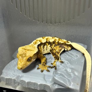 화이트핀 텐저린 트라이 익스트림할리퀸