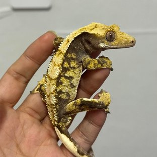 트라이 익스트림할리퀸