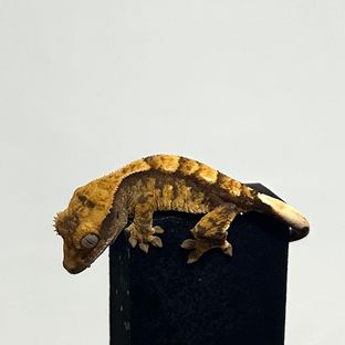 바브 트라이 익스트림할리퀸