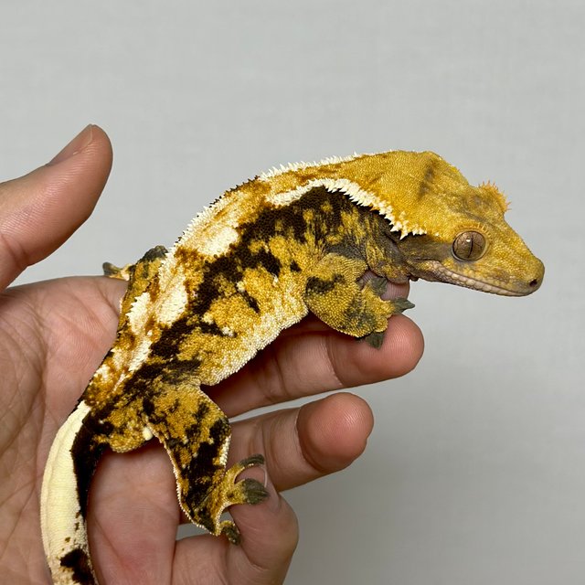 화이트핀 트라이 익스트림할리퀸