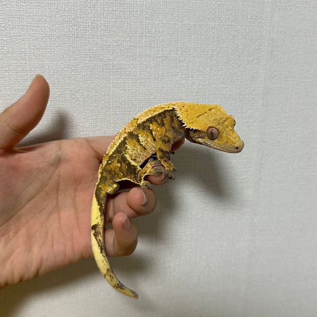 트라이 익스트림할리퀸 텐저린
