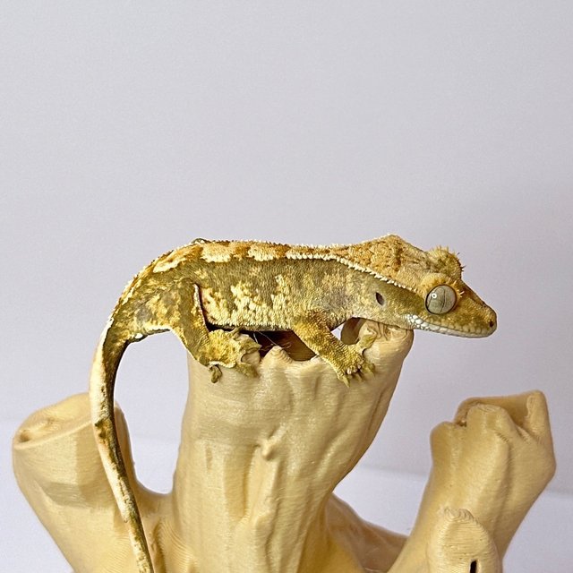 트라이 익스트림할리퀸