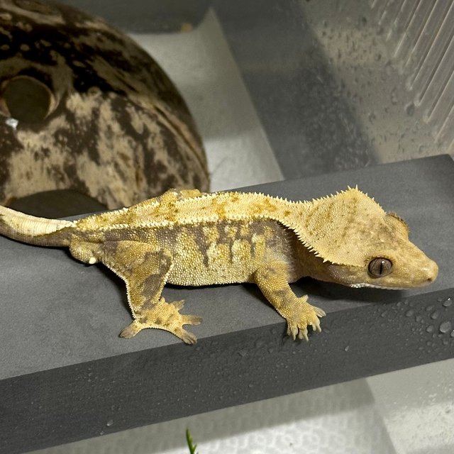 트라이 익스트림할리퀸