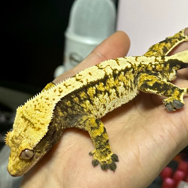 노멀 트라이 익스트림할리퀸