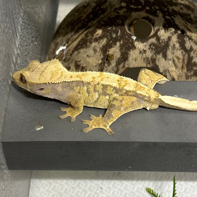 트라이 익스트림할리퀸