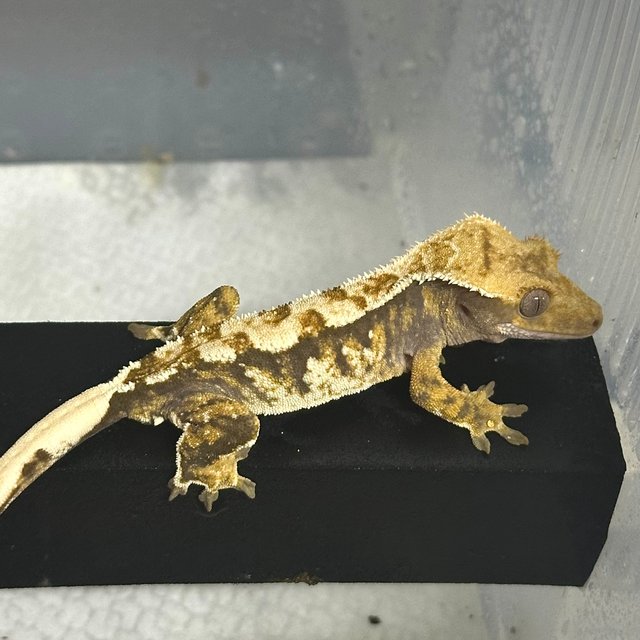 화이트핀 텐저린 트라이 익스트림할리퀸