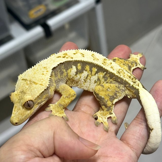 풀핀 트라이 익스트림할리퀸