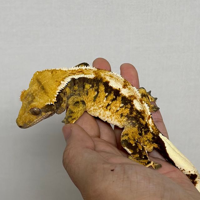 바브 트라이 익스트림할리퀸