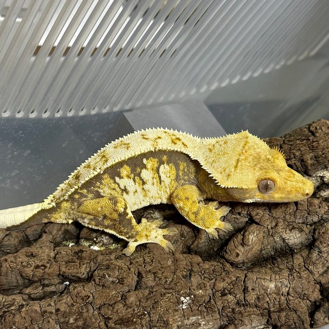 풀핀 트라이 익스트림할리퀸