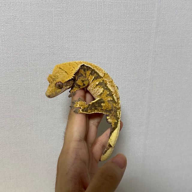 트라이 익스트림할리퀸 텐저린