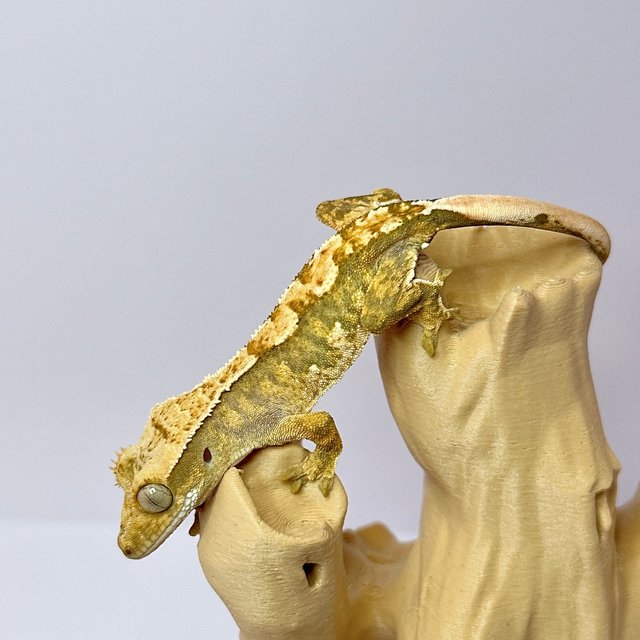 트라이 익스트림할리퀸