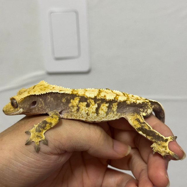 트라이 익스트림할리퀸