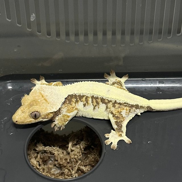 트라이 릴리화이트