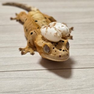 (인)절미