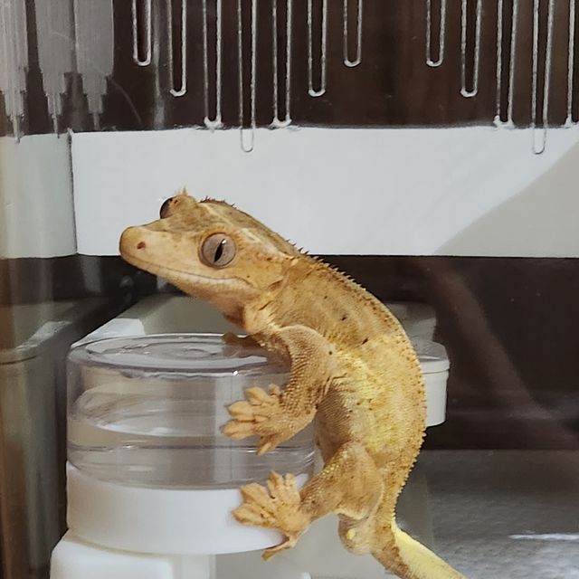 팬텀 옐로우