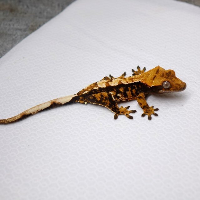 노멀 트라이 익스트림할리퀸 텐저린