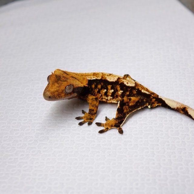 노멀 트라이 익스트림할리퀸 텐저린