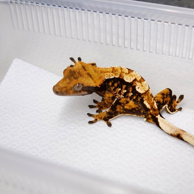 노멀 트라이 익스트림할리퀸 텐저린