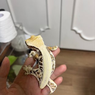 트라이 익스트림할리퀸 릴리화이트