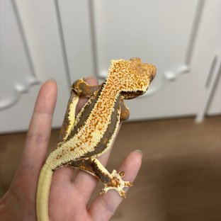 레드 트라이 익스트림할리퀸 릴리화이트