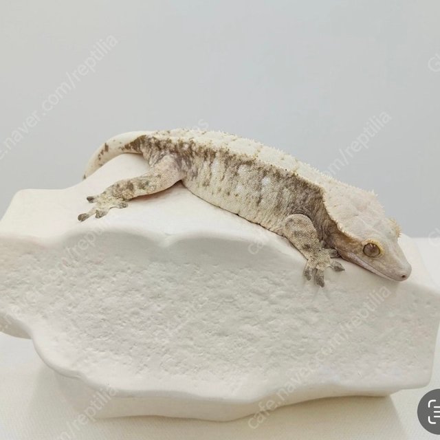 노멀 드리피 화이트스팟 화이트 화이트포트홀