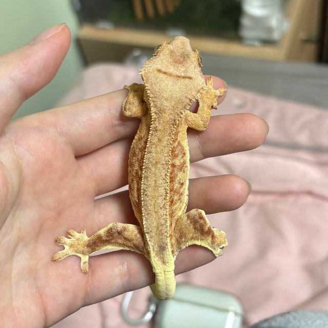 팬텀 스트로베리 릴리화이트