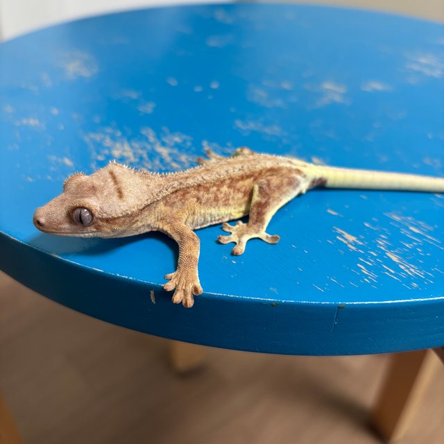 팬텀 스트로베리 릴리화이트