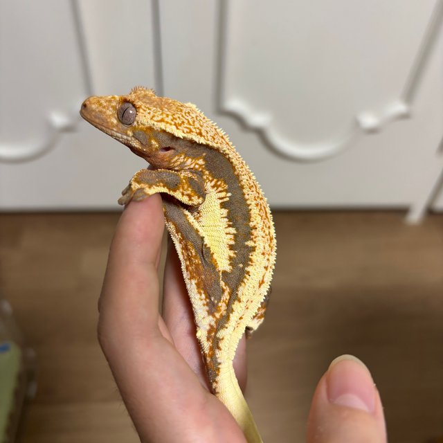 레드 트라이 익스트림할리퀸 릴리화이트