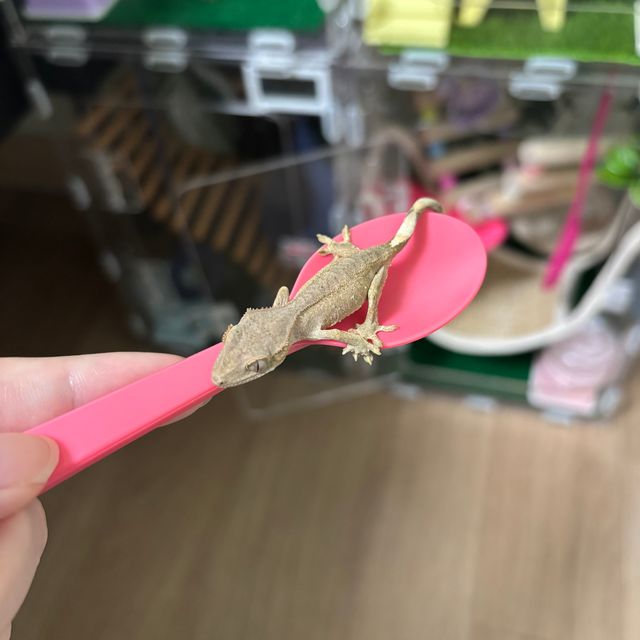 패턴리스 챠콜