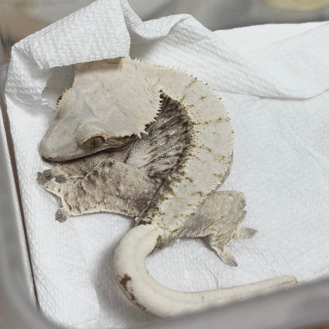 노멀 드리피 화이트스팟 화이트 화이트포트홀