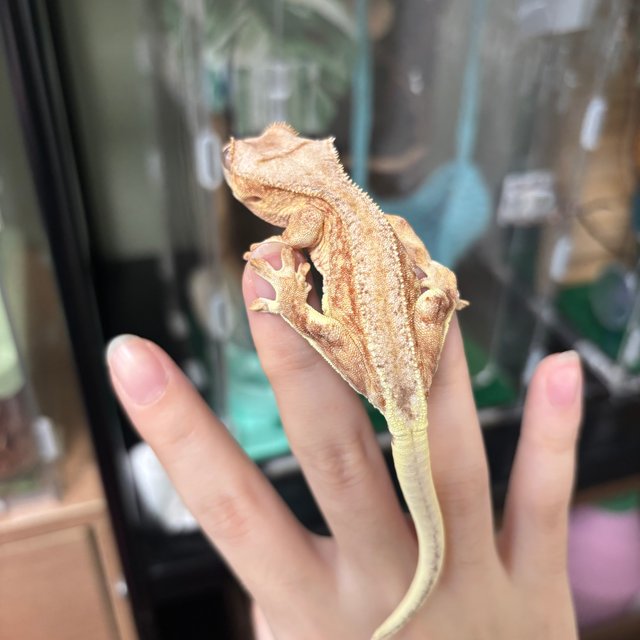 팬텀 스트로베리 릴리화이트