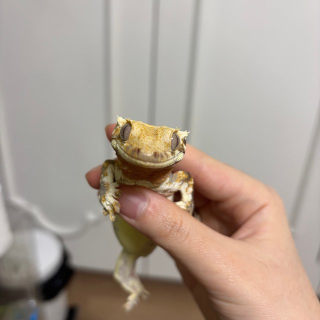 트라이 익스트림할리퀸 릴리화이트