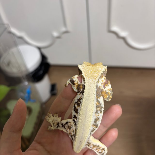 트라이 익스트림할리퀸 릴리화이트