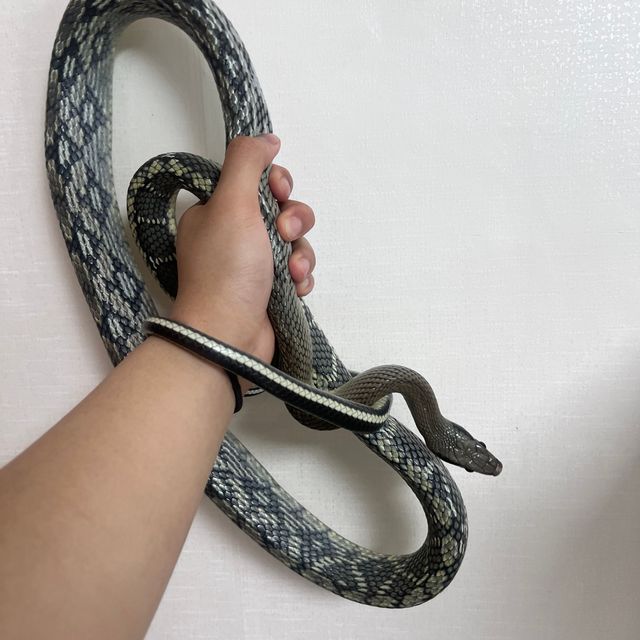 노멀