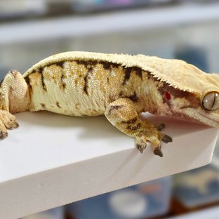 영웅