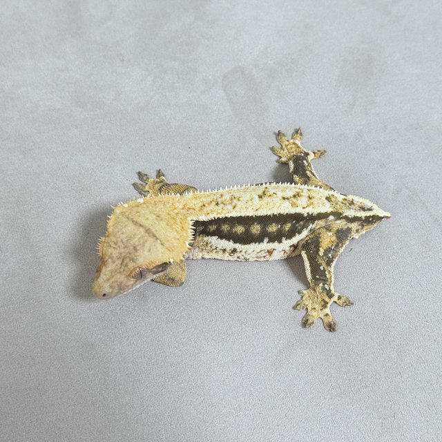 노멀 핀스트라이프 쿼드