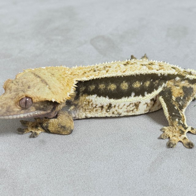 노멀 핀스트라이프 쿼드