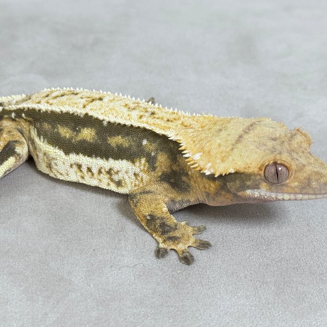 노멀 핀스트라이프 쿼드